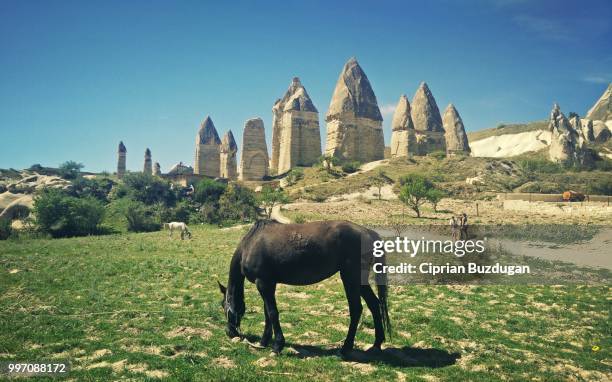 horse in honey valley - ciprian foto e immagini stock