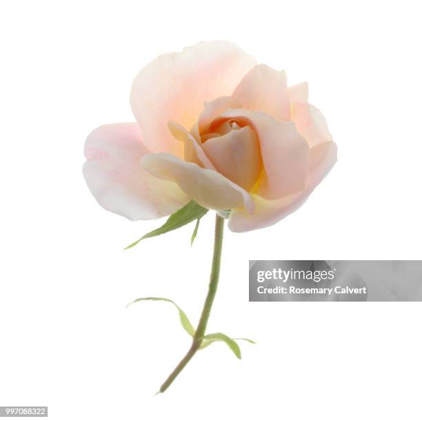 delicate, pale pink, fragrant rose bud opening. - rosa stock-fotos und bilder