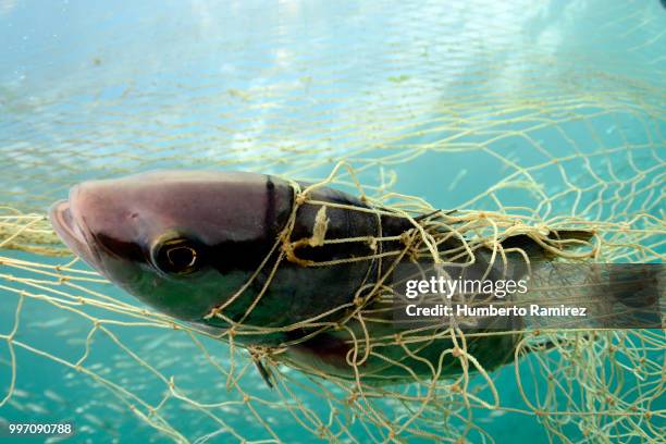 almaco jacks fighting for their lives. - perspectiva de un submarinista fotografías e imágenes de stock