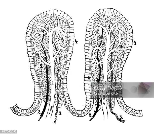 intestinal villus - villus stock illustrations