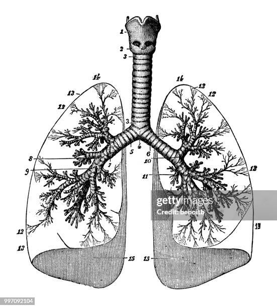 trachea and bronchial tubes - trachea stock illustrations