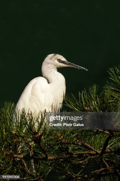 pine egret - little egret (egretta garzetta) stock pictures, royalty-free photos & images
