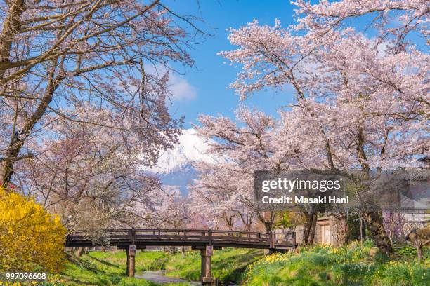 cherry blossoms or sakura and mountain fuji at the river in the morning - masaki stock pictures, royalty-free photos & images