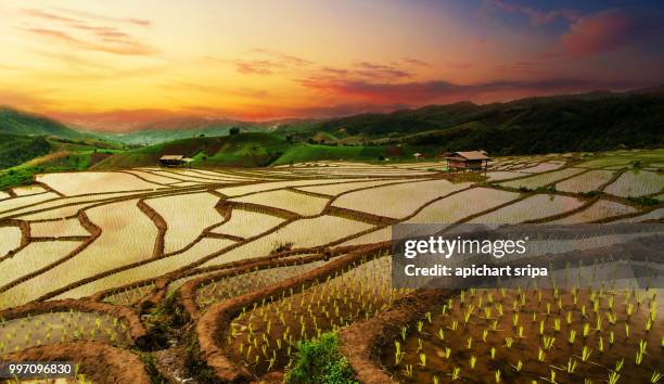 east asian terraced rice paddies at sunset - asian rice stock pictures, royalty-free photos & images