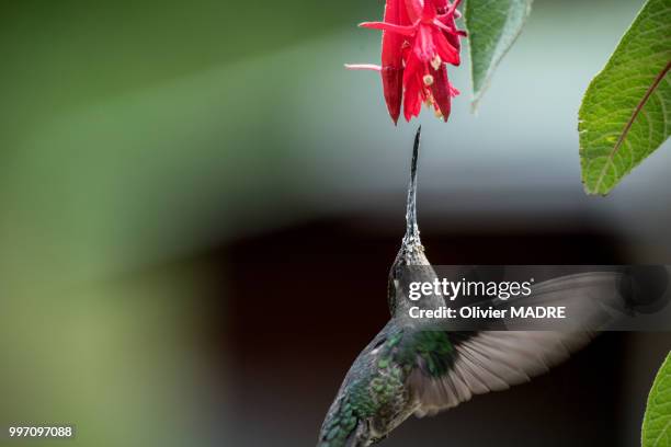 colibri at lunch 2 - madre stock pictures, royalty-free photos & images