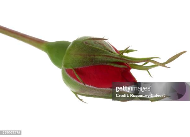 fragrant orange rose bud, rosa showtime'. - haslemere stock pictures, royalty-free photos & images