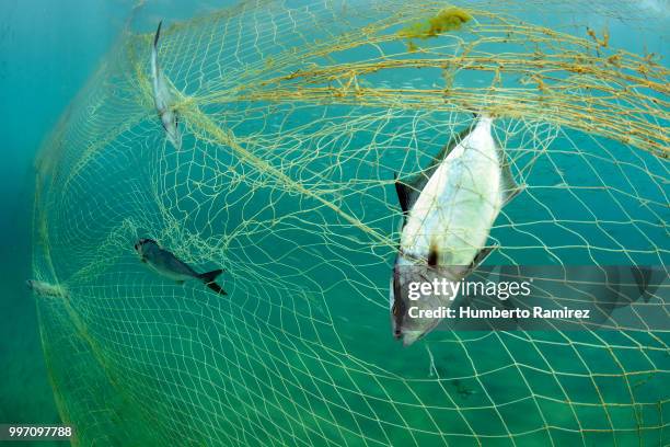 almaco jacks fighting for their lives. - perspectiva de un submarinista fotografías e imágenes de stock
