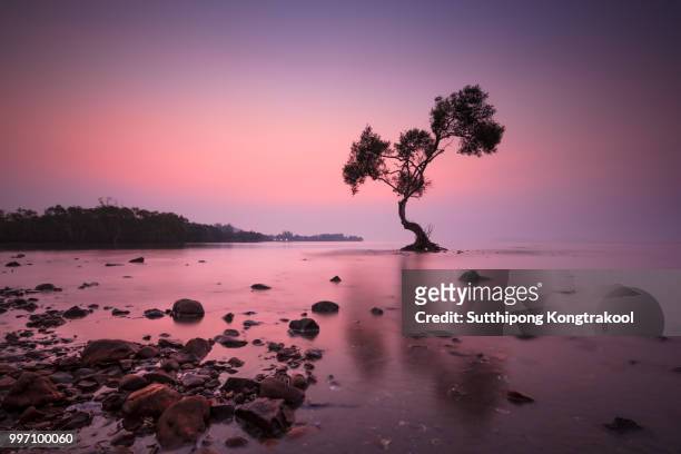 alone tree at pak-had , chunphon , thailand - pak stock pictures, royalty-free photos & images