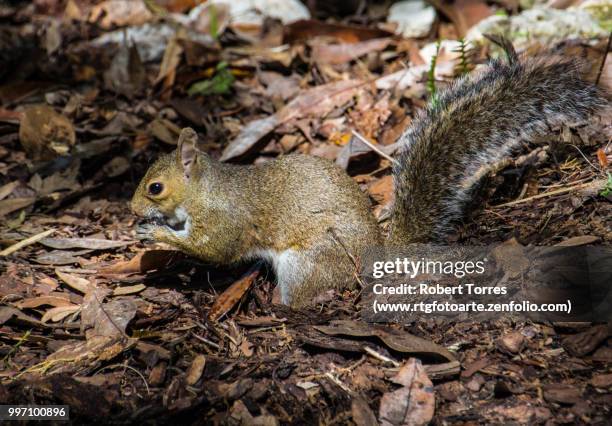 squirrel eating nut - www photo com stock pictures, royalty-free photos & images