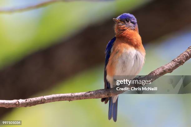 eastern bluebird - bluebird stock-fotos und bilder