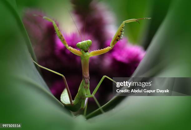 tamiang layang,indonesia - dayak stock pictures, royalty-free photos & images