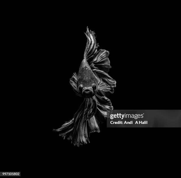 betta fish in b&w - birds b w stock pictures, royalty-free photos & images