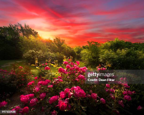 rural texas sunrise - garden gate rose stock pictures, royalty-free photos & images