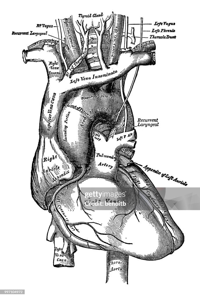 Corazón humano