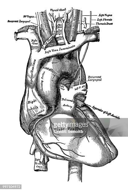 human heart - pulmonary artery stock illustrations