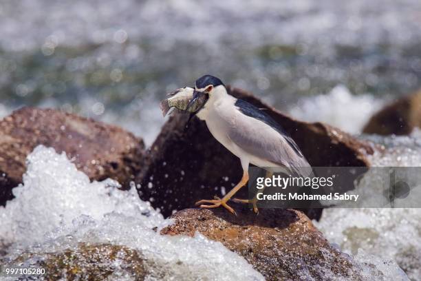 black-crowned night heron - sabry stock pictures, royalty-free photos & images