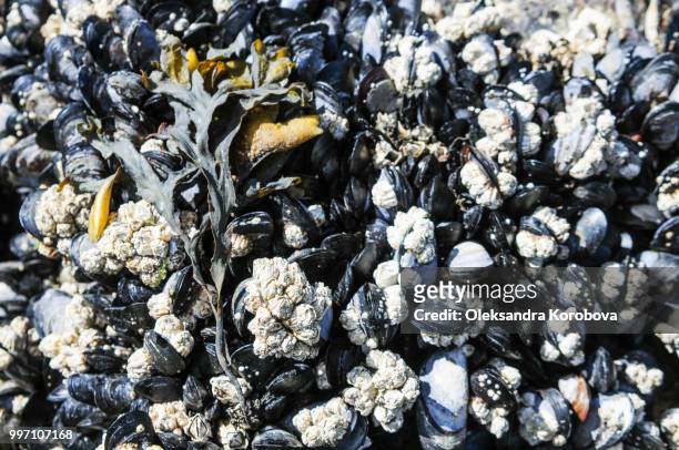 close-up of barnacles, seaweed and shells. - pacific rim national park reserve stock pictures, royalty-free photos & images
