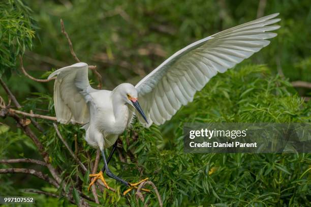 a balancing act... - little egret (egretta garzetta) stock pictures, royalty-free photos & images