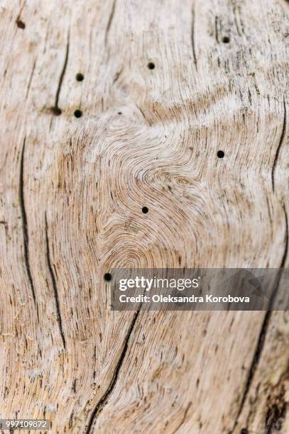 close-up of tree rings and dry bark covering the surface of old wood. - morning wood 個照片及圖片檔