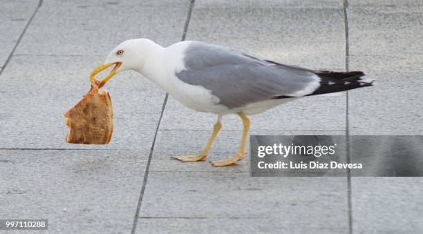 seagull eating pizza - im mund tragen stock-fotos und bilder