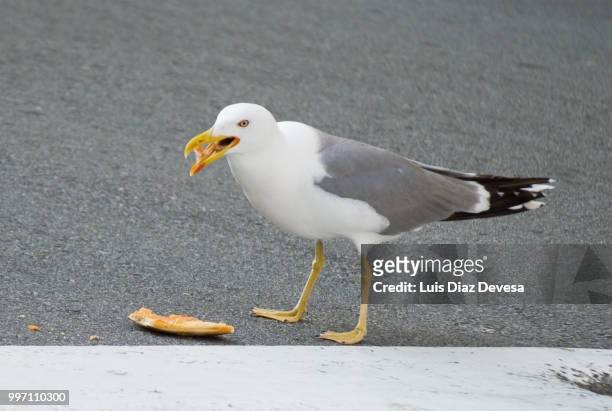 seagull eating pizza - im mund tragen stock-fotos und bilder