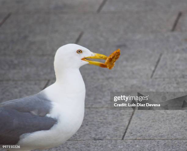 seagull eating pizza - im mund tragen stock-fotos und bilder