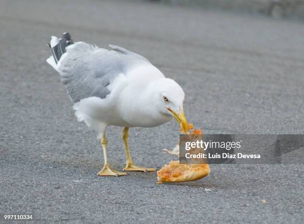 seagull eating pizza - pizza napoletana fotografías e imágenes de stock