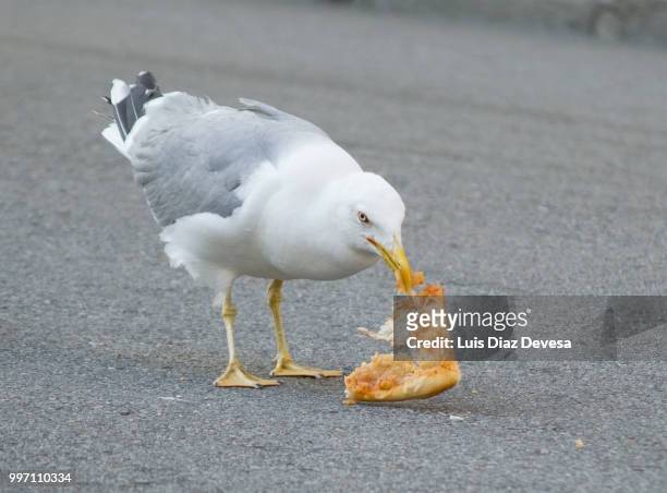 seagull eating pizza - carrying in mouth ストックフォトと画像