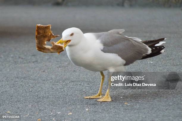 seagull eating pizza - carrying in mouth ストックフォトと画像