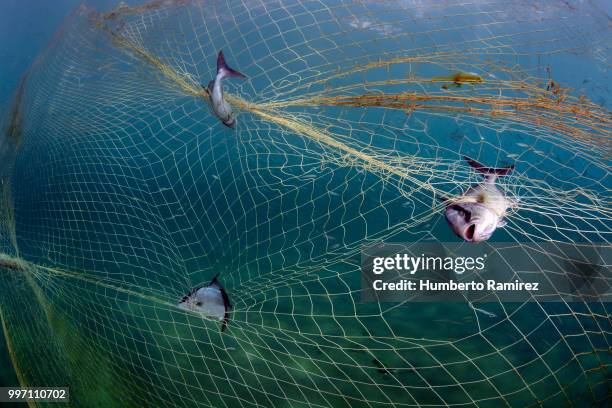 almaco jacks fighting for their lives. - perspectiva de un submarinista fotografías e imágenes de stock