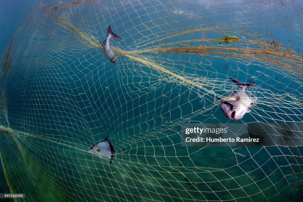 Almaco Jacks fighting for their lives.