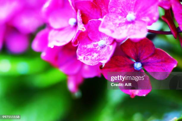 hydrangea - ai photos et images de collection