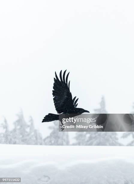 a black bird flying over a snow-covered landscape. - black bird stock pictures, royalty-free photos & images