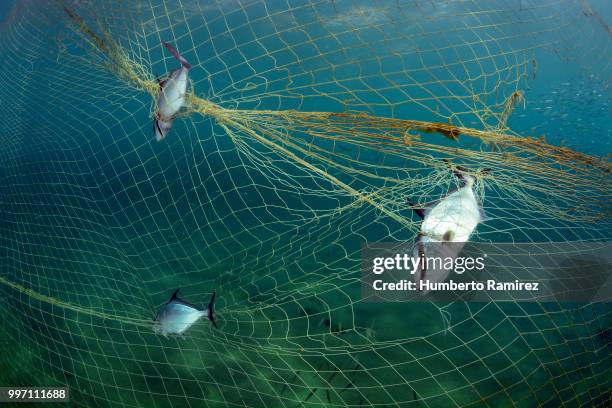 almaco jacks fighting for their lives. - the nature conservancy stock pictures, royalty-free photos & images