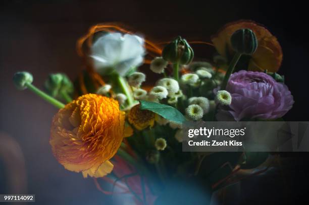 ranunkel, ranunculus asiaticus - ranunkel stockfoto's en -beelden