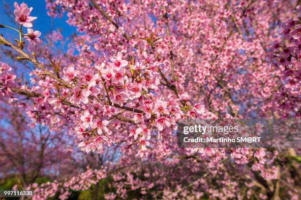 himalayan cherry blossom , also call sakura in doi ang khang bea - rt imagens e fotografias de stock