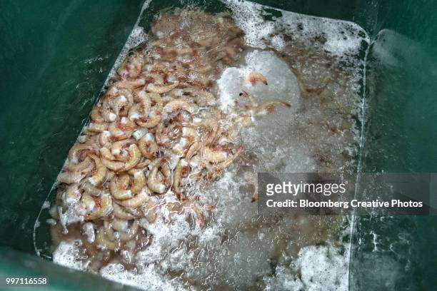 shrimp sit in a bin at a facility - crevette foto e immagini stock