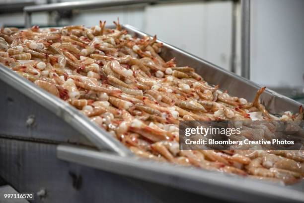 shrimp move down a conveyor belt - crevette foto e immagini stock