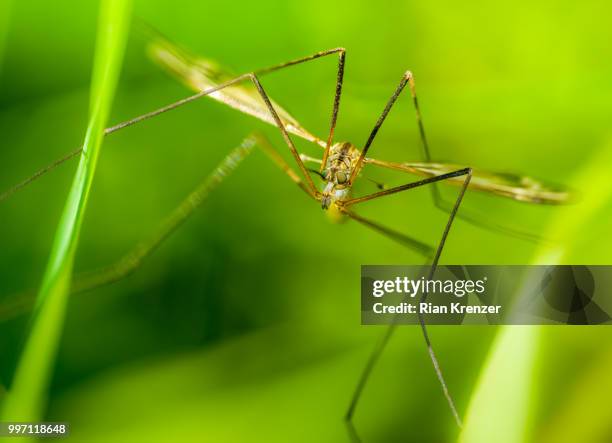 Alien Spider Insect 100 Alien Spider Stock Photos, High-Res Pictures, and Images - Getty Images