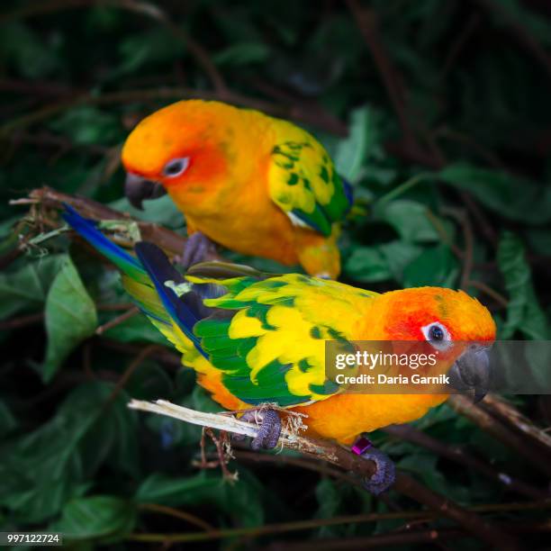 two sun conures parrots are sitting on a tree branch - sun conure stock pictures, royalty-free photos & images