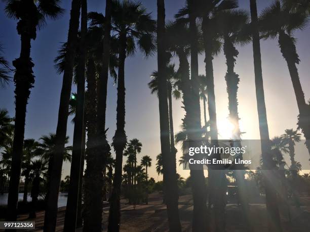 palm trees - emilia stock-fotos und bilder