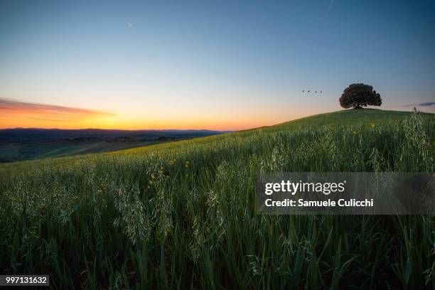 solo soletto sulla collina... alone in the hill... - collina stock pictures, royalty-free photos & images