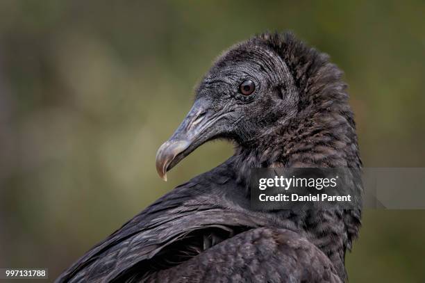 black bird... - black bird stock pictures, royalty-free photos & images