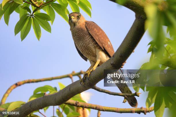 Tree Raptor 9,161 Raptor Stock Photos, High-Res Pictures, and Images - Getty Images