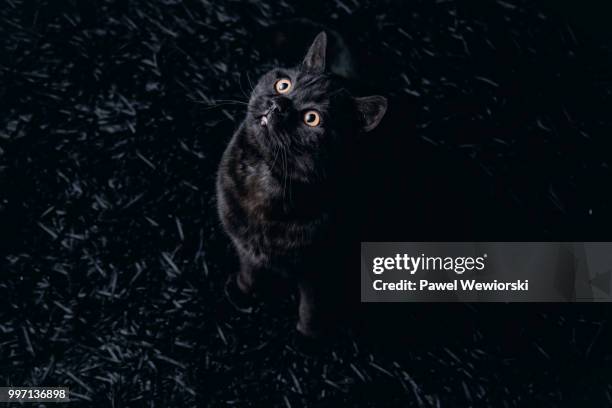 cat sitting on carpet looking up - provinz malopolska stock-fotos und bilder