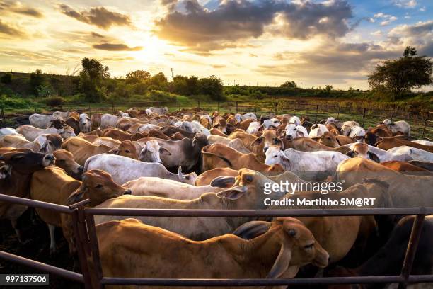 group of cow in cowshed with beautiful sunset scene - rt imagens e fotografias de stock