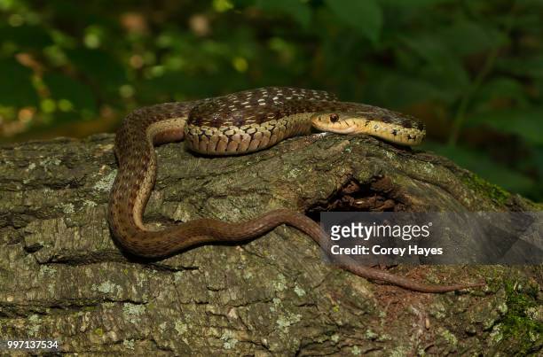 garter snake - garter snake stock-fotos und bilder