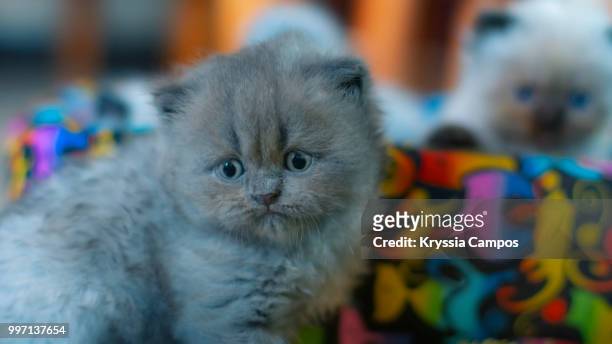 four weeks persian kitten - alajuela stockfoto's en -beelden