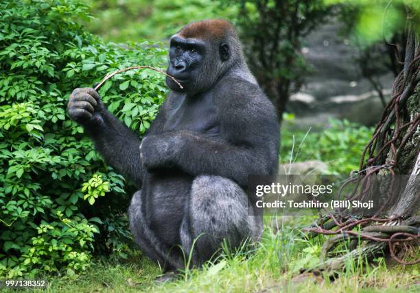 i can find my food."-baby gorilla 1 year later - findlater stock pictures, royalty-free photos & images