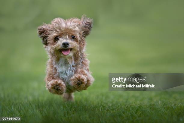 single-minded - puppies stock pictures, royalty-free photos & images